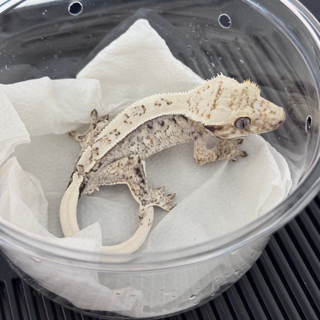 노멀 드리피 화이트스팟 젠젝스