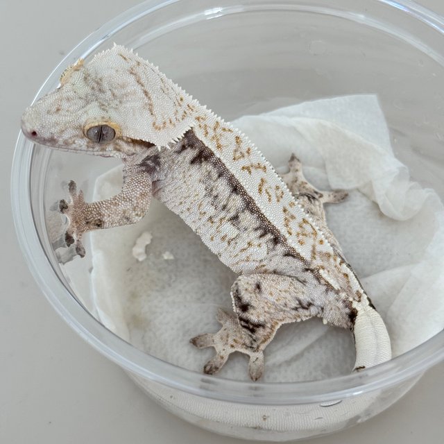 Normal Drippy White Spot