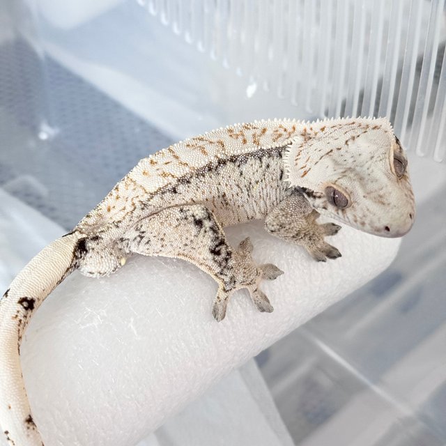 Normal Drippy White Spot White