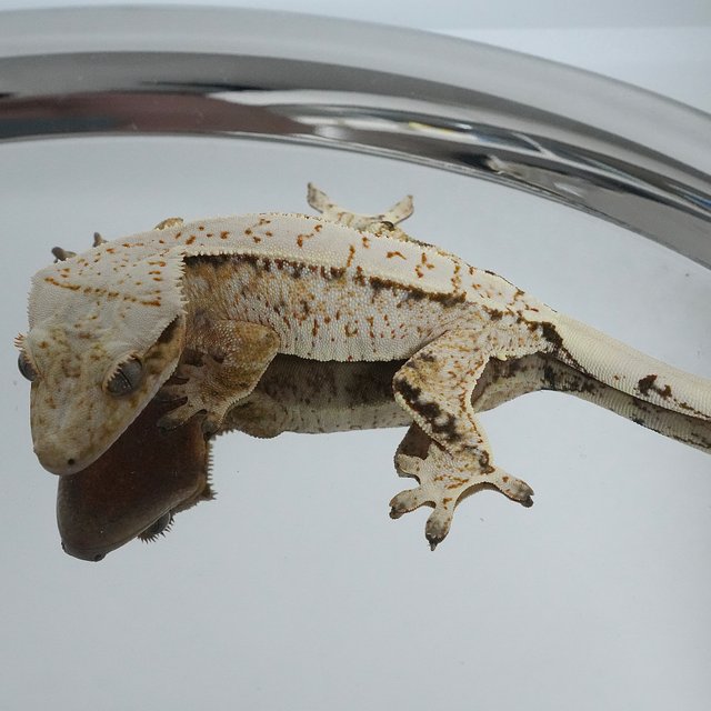 노멀 드리피 화이트스팟