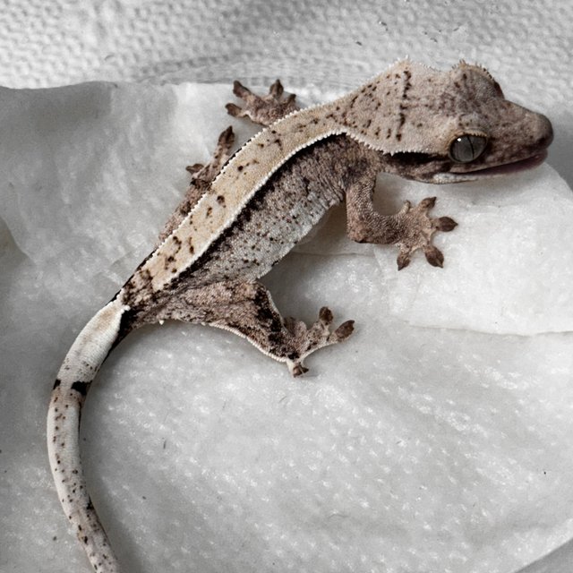 노멀 화이트스팟