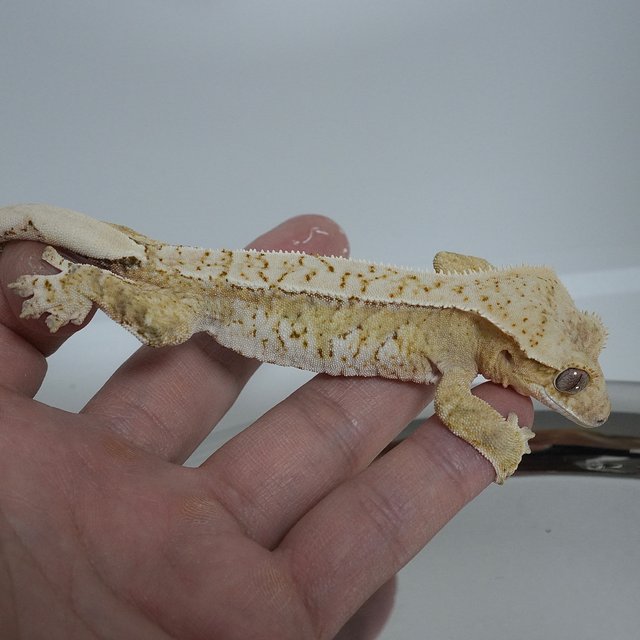 노멀 옐로우 크림시클 크림 드리피