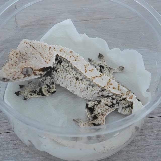 Drippy White Spot Normal