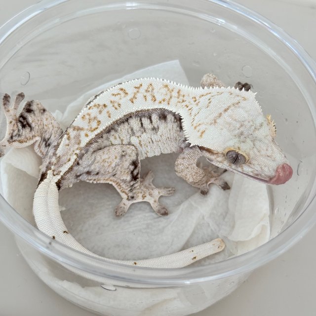 Normal Drippy White Spot