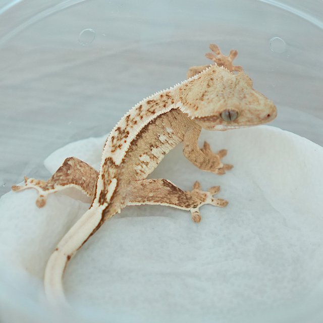 노멀 옐로우 크림 크림시클