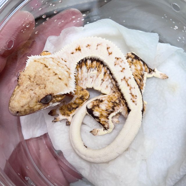 Normal Drippy White Spot Tri Extreme Harlequin