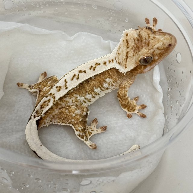 Normal Yellow Cream Creamsicle