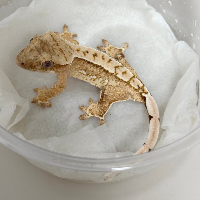 Normal Yellow Cream Creamsicle