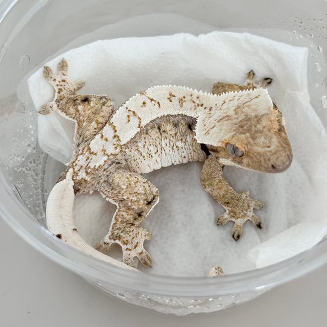 Normal Drippy White Spot