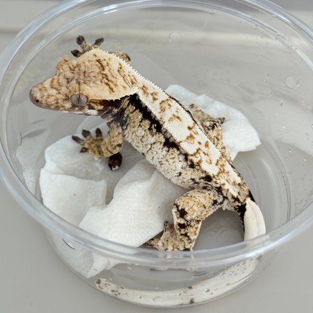 Normal Drippy White Spot