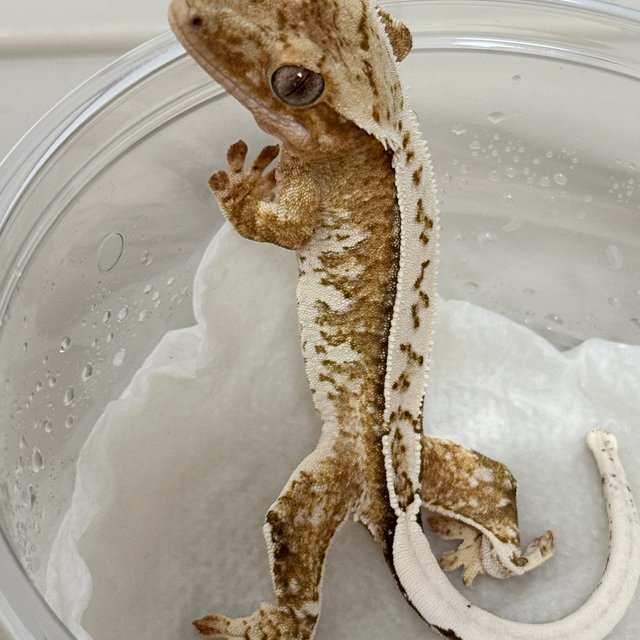 Normal Yellow Cream Creamsicle