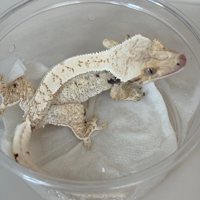 Drippy Normal White Spot