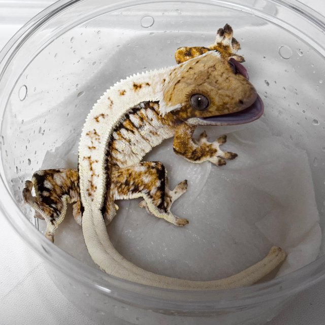 노멀 드리피 화이트스팟 트라이 익스트림할리퀸