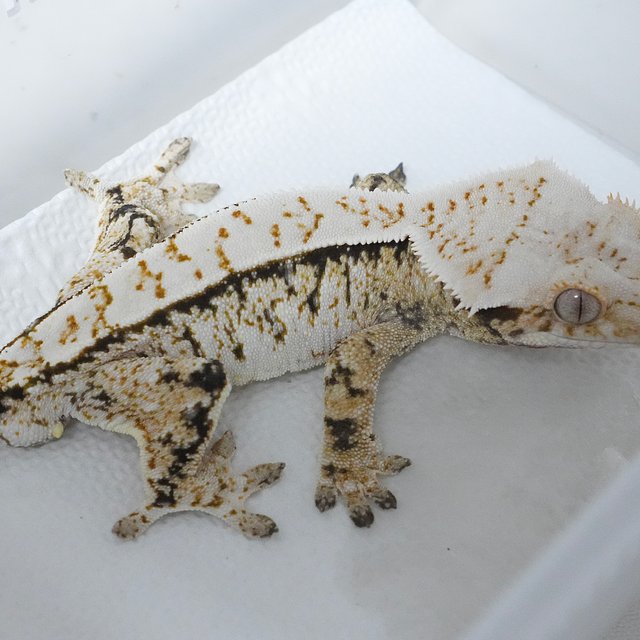 Tri Extreme Harlequin Normal Drippy