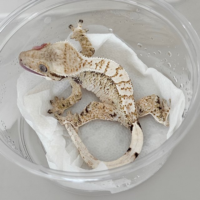 노멀 드리피 화이트스팟