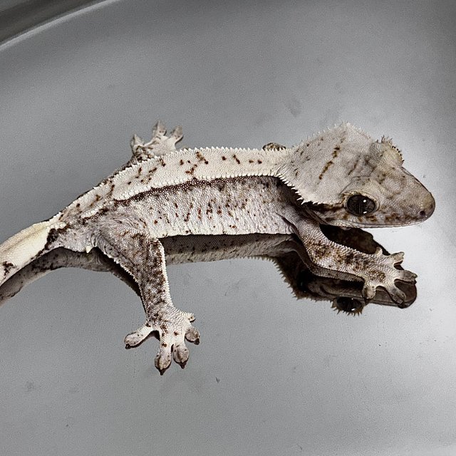 Normal Drippy White Spot