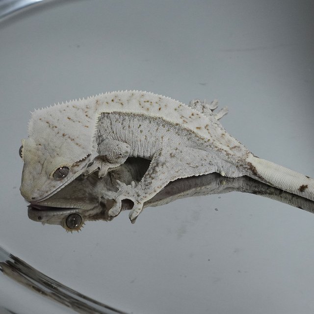 Normal Drippy White Spot