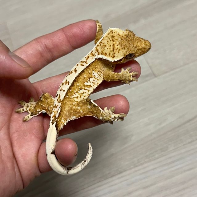 옐로우 크림 크림시클