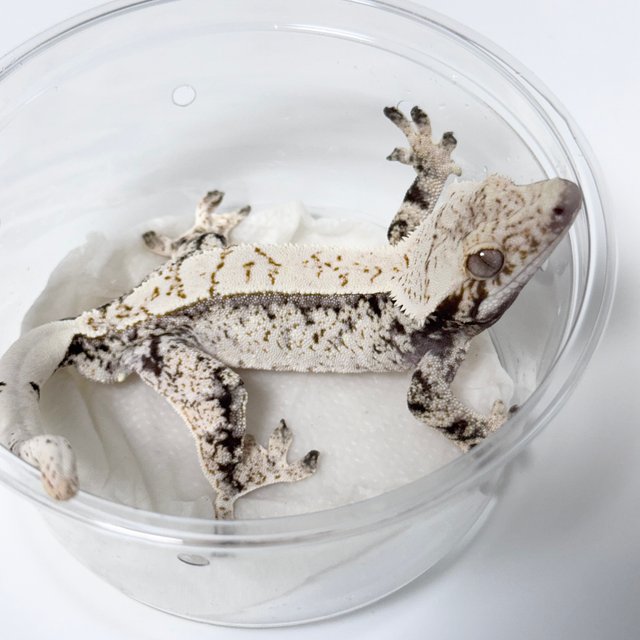 Normal Drippy White Spot