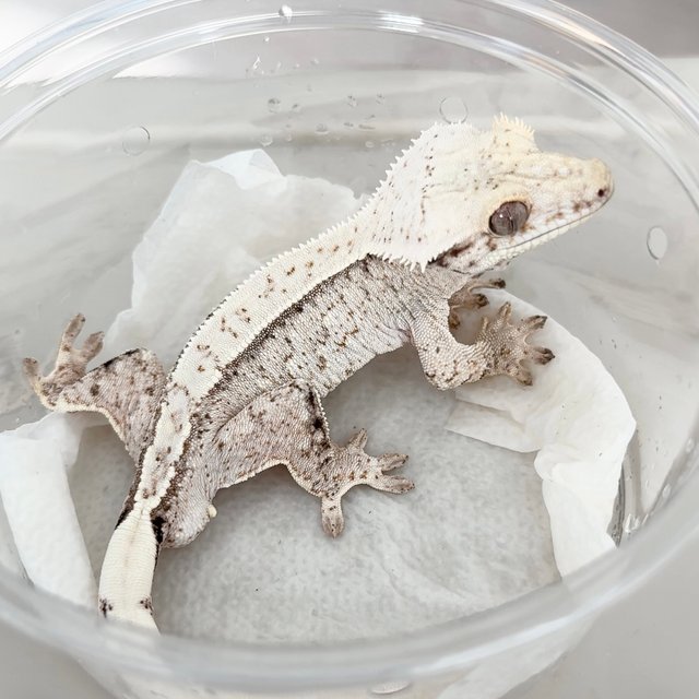 White Spot Normal Drippy