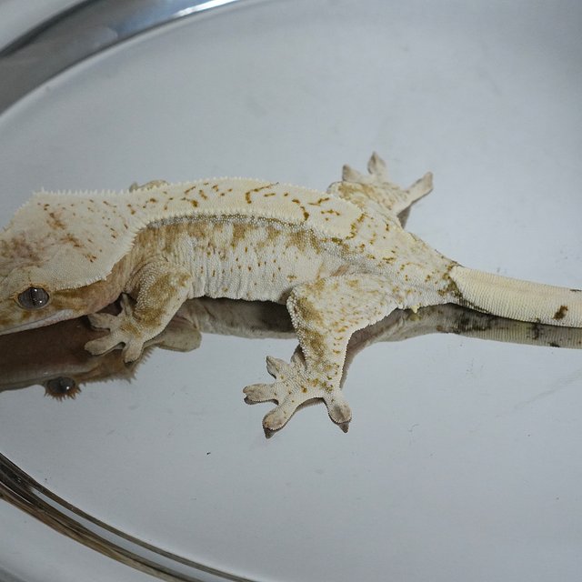 노멀 옐로우 크림시클 크림 드리피