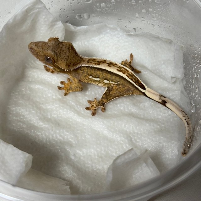 노멀 옐로우 크림 크림시클