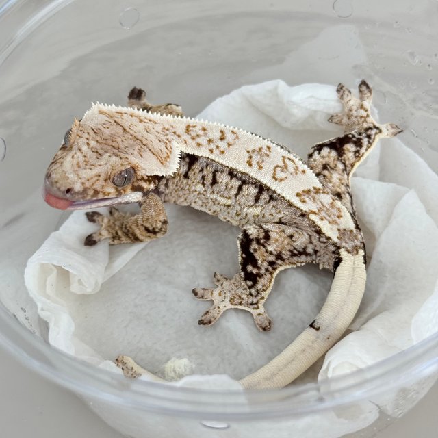 Normal Drippy White Spot