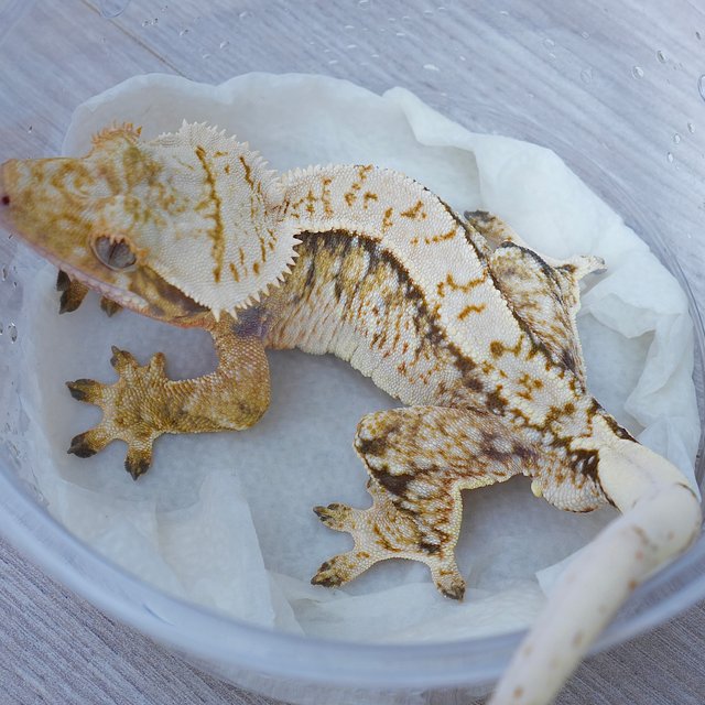 Tri Extreme Harlequin Normal