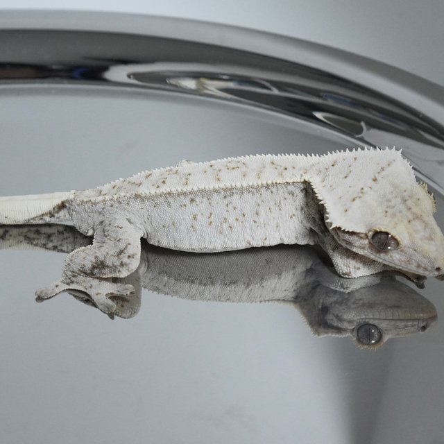 Normal Drippy White Spot