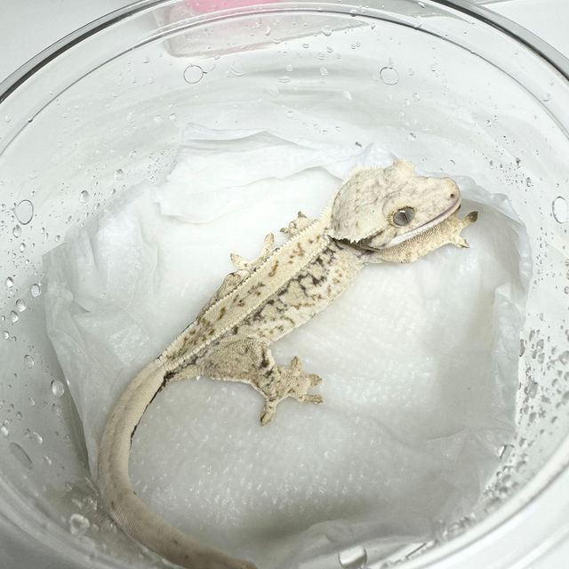 Normal White Spot Drippy Zengex
