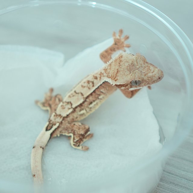 Creamsicle Yellow Cream Normal