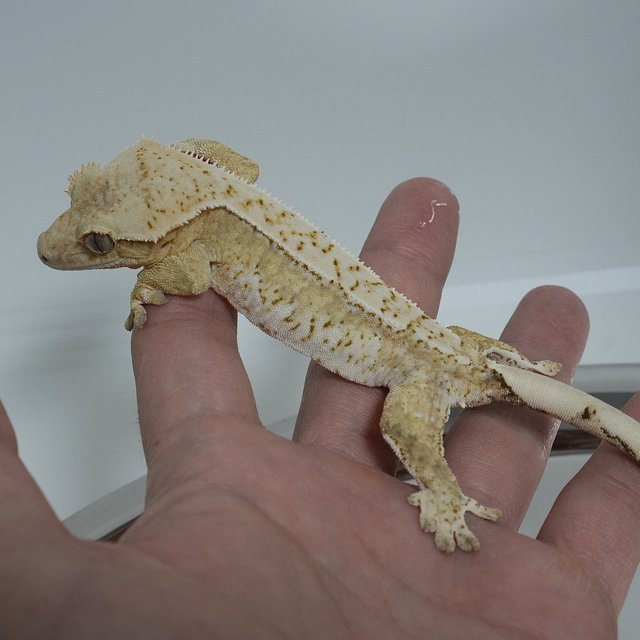 노멀 옐로우 크림시클 크림 드리피