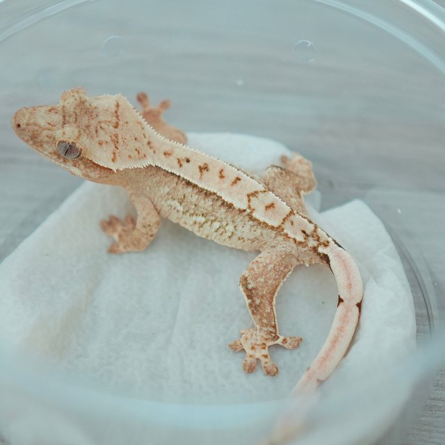 노멀 옐로우 크림 크림시클 드리피