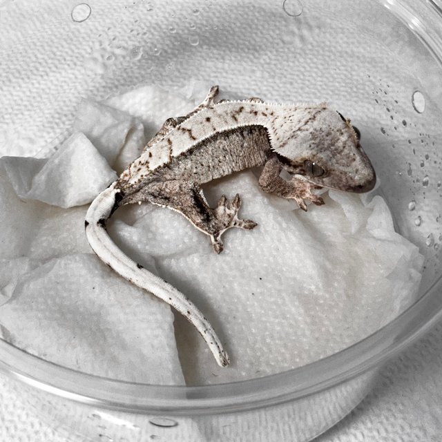 노멀 드리피 화이트스팟