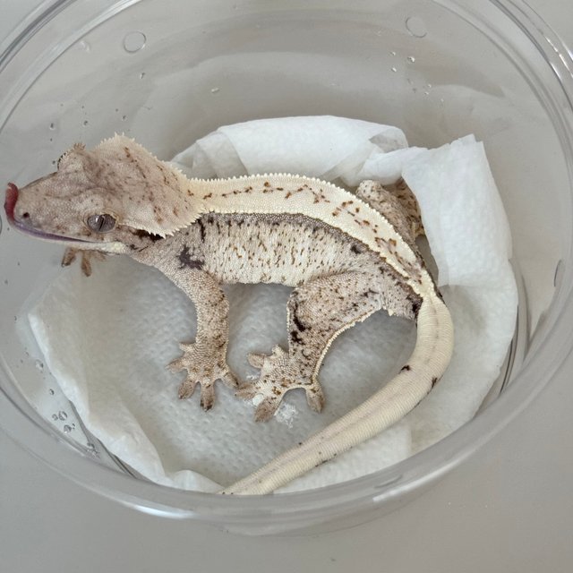 Normal White Spot Drippy