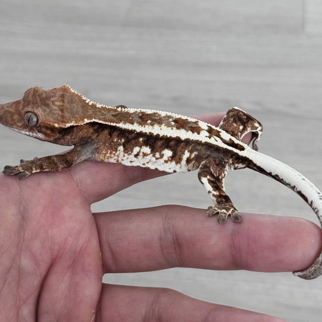 카푸치노 화이트