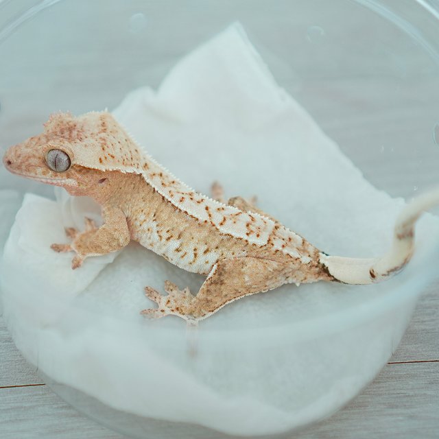 Normal Creamsicle Yellow Drippy Cream