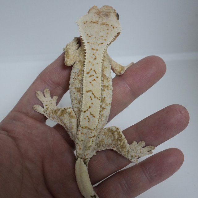 노멀 옐로우 크림시클 크림 드리피