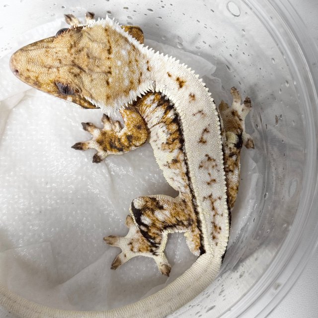 노멀 드리피 화이트스팟 트라이 익스트림할리퀸