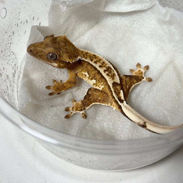 노멀 옐로우 크림 크림시클