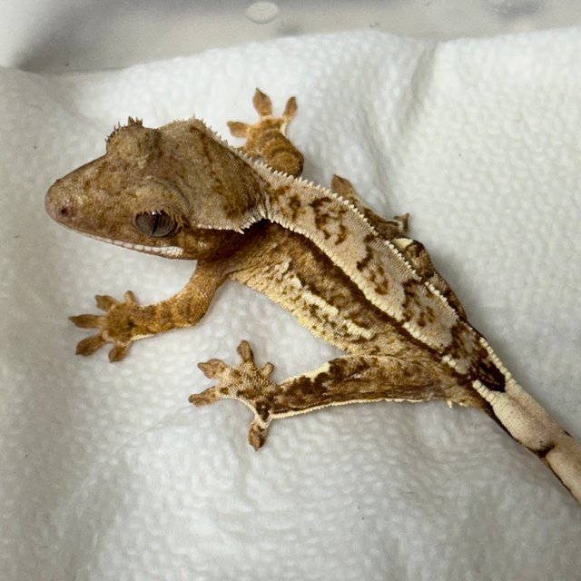 노멀 옐로우 크림 크림시클