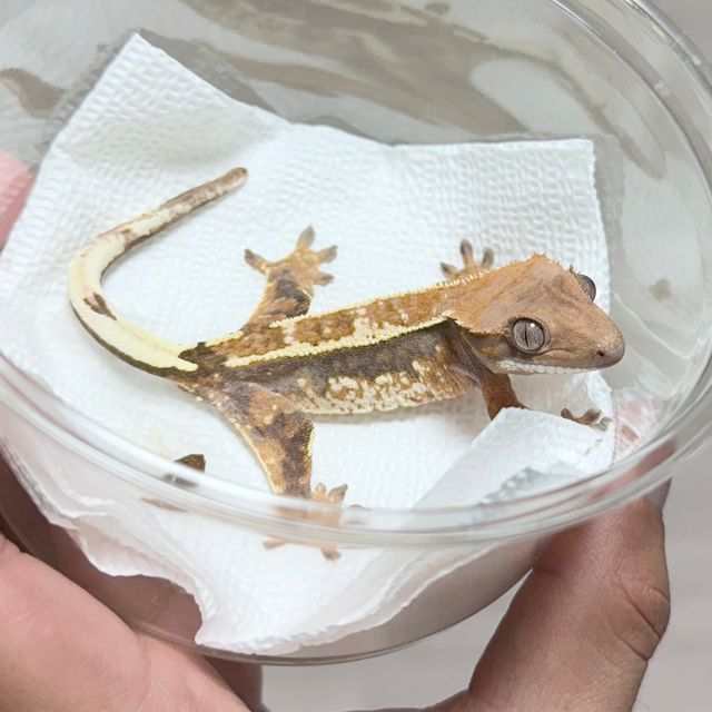 카푸치노