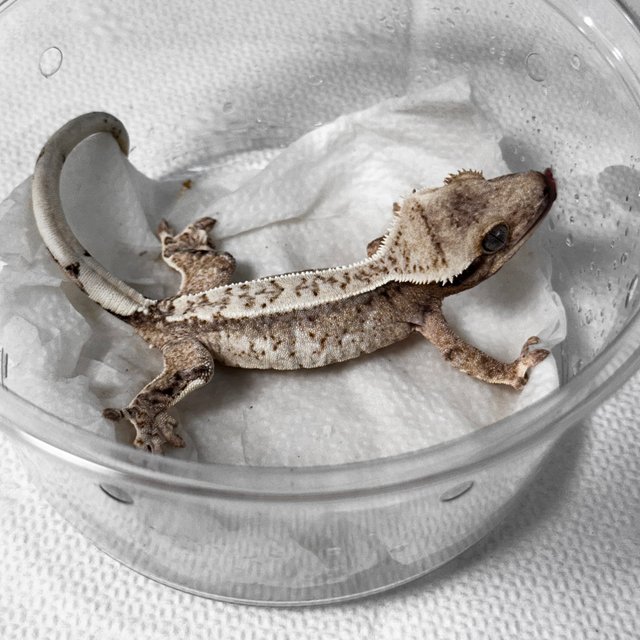 노멀 드리피 화이트스팟 크림 옐로우