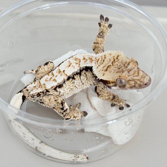 Normal Drippy White Spot