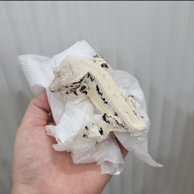 릴리화이트 레이지