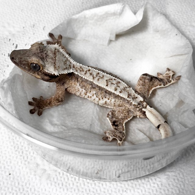 노멀 드리피 화이트스팟 크림 옐로우