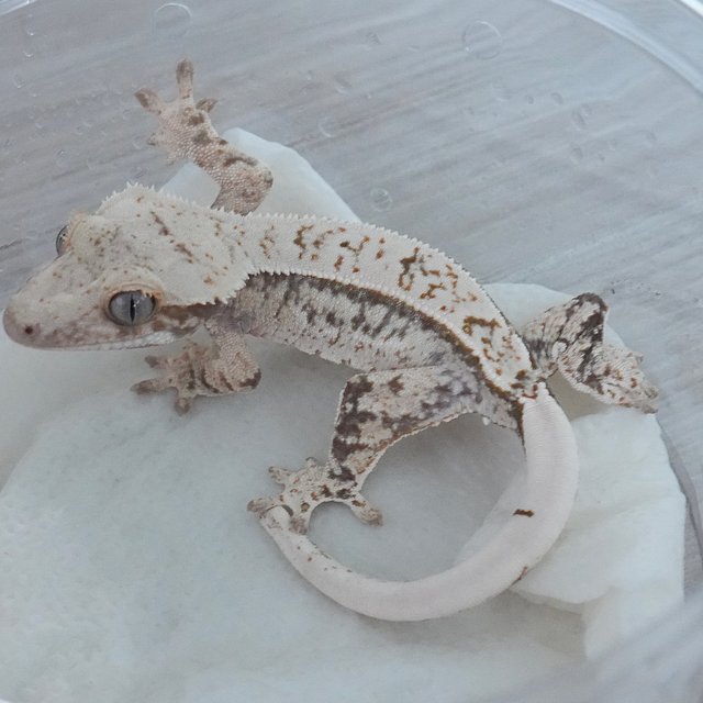 노멀 드리피 화이트스팟 쿼드 화이트