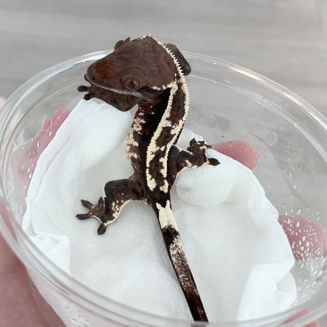카푸치노