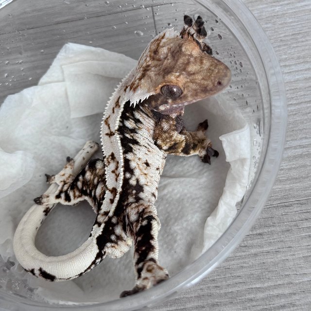 노멀 트라이 익스트림할리퀸 화이트 젠젝스