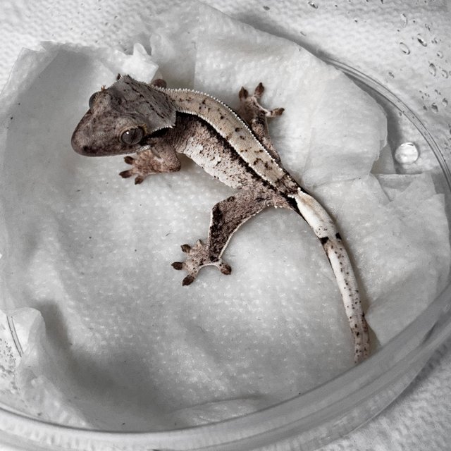 노멀 화이트스팟